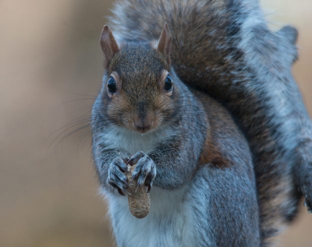 squirrel-松鼠-624x494.jpg